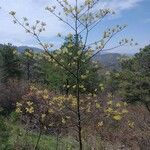 Sassafras albidum habit picture by cthulhu mittens (cc-by-sa)