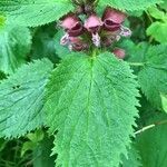 Lamium orvala flower picture by Righetti Marco (cc-by-sa)