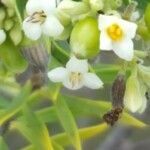 Daphne gnidium flower picture by Francisco Javier Alamanzón (cc-by-sa)