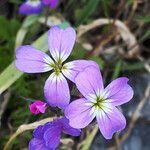 Malcolmia graeca flower picture by dimitris log (cc-by-sa)