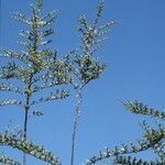 Nothofagus antarctica habit picture by Daniel Barthelemy (cc-by-nc)