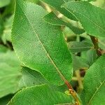 Salix hastata leaf picture by Pietro Brignoli (cc-by-sa)