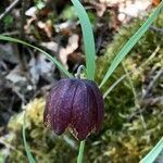 Fritillaria montana flower picture by Codrin Bucur (cc-by-sa)