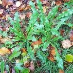 Taraxacum venustum habit picture by Karsten Hoffmeyer (cc-by-sa)