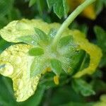 Potentilla aurea fruit picture by Yoan MARTIN (cc-by-sa)