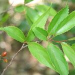 Xylosma chlorantha leaf picture by Nelson Zamora Villalobos (cc-by-nc)