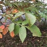 Rhus chinensis leaf picture by motoj (cc-by-sa)