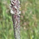 Phalaris coerulescens flower picture by iannizzotto michele (cc-by-sa)