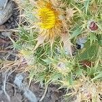 Carlina corymbosa habit picture by Sergio costantini (cc-by-sa)