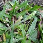 Plantago australis leaf picture by val bergo (cc-by-sa)