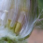 Centaurea benedicta fruit picture by Llandrich anna (cc-by-sa)