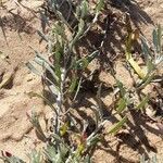 Senecio crassiflorus habit picture by Trap Hers (cc-by-sa)