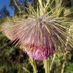 Cirsium jorullense flower picture by Fabien Anthelme (cc-by-sa)