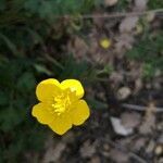 Ranunculus millefoliatus flower picture by David Rodriguez (cc-by-sa)