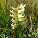 Spiranthes romanzoffiana flower picture by norbert verneau (cc-by-sa)