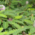 Mimosa tricephala habit picture by Nelson Zamora Villalobos (cc-by-nc)