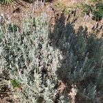 Lavandula dentata habit picture by Lucía Muñoz Sanchez (cc-by-sa)