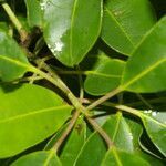 Ilex costaricensis habit picture by Nelson Zamora Villalobos (cc-by-nc)