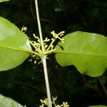 Struthanthus quercicola leaf picture by Nelson Zamora Villalobos (cc-by-nc)