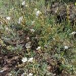 Cistus umbellatus habit picture by Rocío Pérez (cc-by-sa)