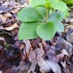 Cornus canadensis habit picture by nathan nate (cc-by-sa)