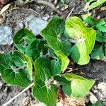 Asarum canadense habit picture by Maarten Vanhove (cc-by-sa)