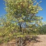 Cercis siliquastrum habit picture by Claudia Riani (cc-by-sa)