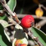 Cotoneaster integerrimus fruit picture by Alain Bigou (cc-by-sa)