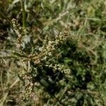 Atriplex tatarica fruit picture by Aig Garcia (cc-by-sa)