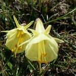 Narcissus bulbocodium flower picture by carmen Pérez (cc-by-sa)