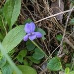 Viola canina flower picture by howells karen (cc-by-sa)