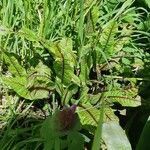 Rumex sanguineus habit picture by Justine Arnoux (cc-by-sa)