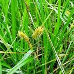 Carex vesicaria habit picture by Alain Bigou (cc-by-sa)