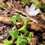 Oxalis montana habit picture by Vicki Brown (cc-by-sa)