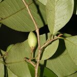 Chrysophyllum hirsutum fruit picture by Nelson Zamora Villalobos (cc-by-nc)