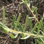 Centaurea hyssopifolia leaf picture by Diego Alex (cc-by-sa)