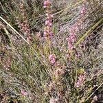 Erica whyteana flower picture by susan brown (cc-by-sa)