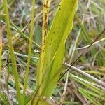 Liparis loeselii leaf picture by Pierre LEON (cc-by-sa)