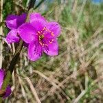 Talinum portulacifolium flower picture by susan brown (cc-by-sa)