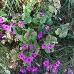 Oxalis articulata habit picture by Bernard Fabier (cc-by-sa)