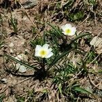 Ranunculus kuepferi habit picture by Guy DR (cc-by-sa)