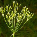 Chaerophyllum hirsutum fruit picture by Martin Bishop (cc-by-sa)