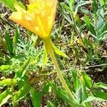 Oenothera affinis habit picture by Trap Hers (cc-by-sa)