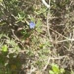 Lithodora fruticosa flower picture by nicolas rouanet (cc-by-sa)