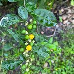 Solanum diphyllum leaf picture by lorraine oconnor (cc-by-sa)