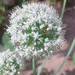 Allium cepa flower picture by Lisa Ani (cc-by-sa)