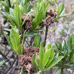 Baccharis prunifolia fruit picture by Fabien Anthelme (cc-by-sa)