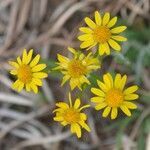 Senecio integerrimus flower picture by Jack Pommer (cc-by-sa)