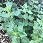 Teucrium flavum leaf picture by sebastia catalina (cc-by-sa)