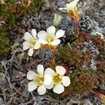 Diapensia lapponica flower picture by jcasado94 (cc-by-sa)